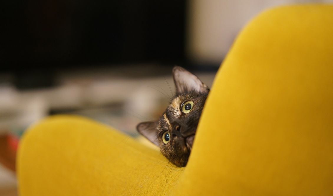 Katze